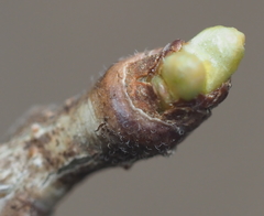 Gleditsia triacanthos inermis