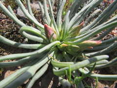 Lewisia rediviva