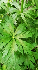 Trollius riederianus