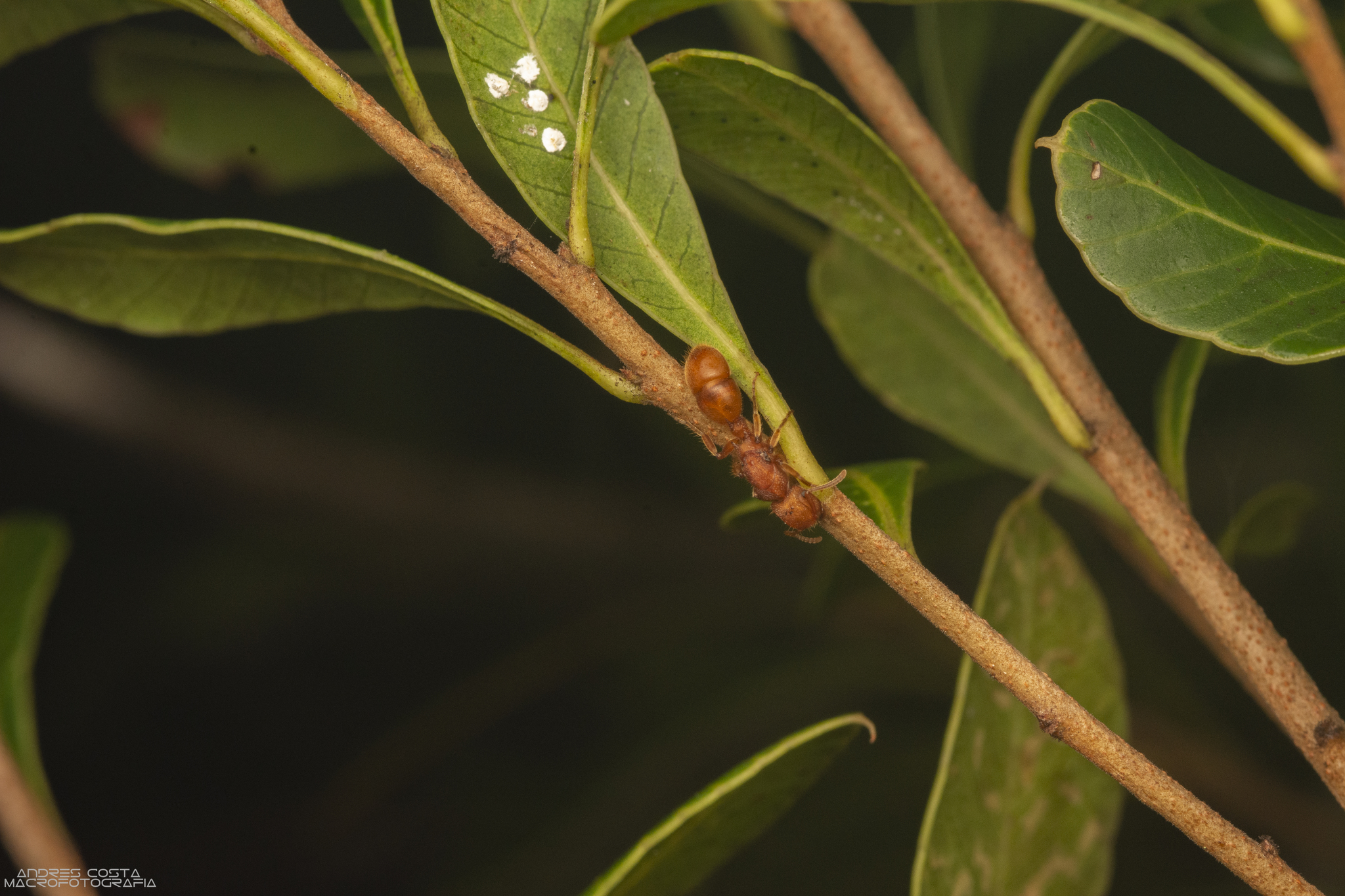 Acanthoponera mucronata