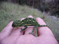 Chamaeleo chamaeleon recticrista