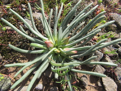Lewisia rediviva