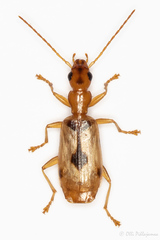 Demetrias imperialis