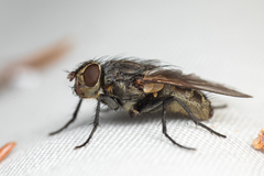 Polleniidae
