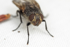 Polleniidae