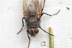 Polleniidae