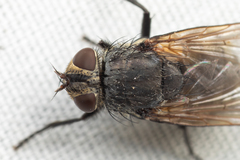 Polleniidae