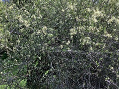 Adenostoma fasciculatum