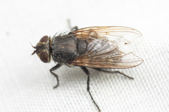 Polleniidae