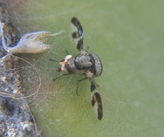 Dyscrasis hendeli