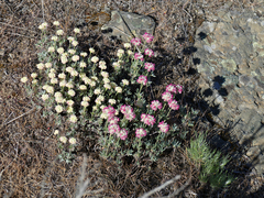 Eriogonum thymoides