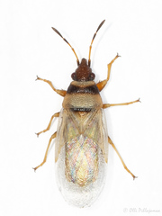 Oxycarenus pallens