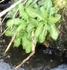 Micranthes micranthidifolia