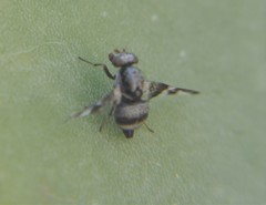 Dyscrasis hendeli