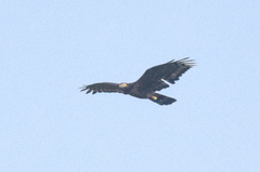 Pernis ptilorhynchus torquatus