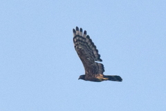 Pernis ptilorhynchus torquatus