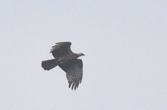 Pernis ptilorhynchus orientalis