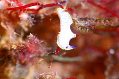 Prostheceraeus moseleyi