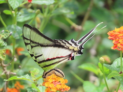 Protesilaus telesilaus