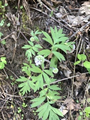 Hydrophyllum capitatum thompsonii