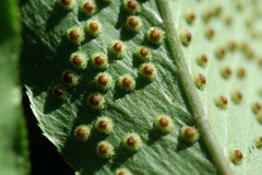 Cyrtomium anomophyllum