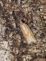 Clepsis coriacanus