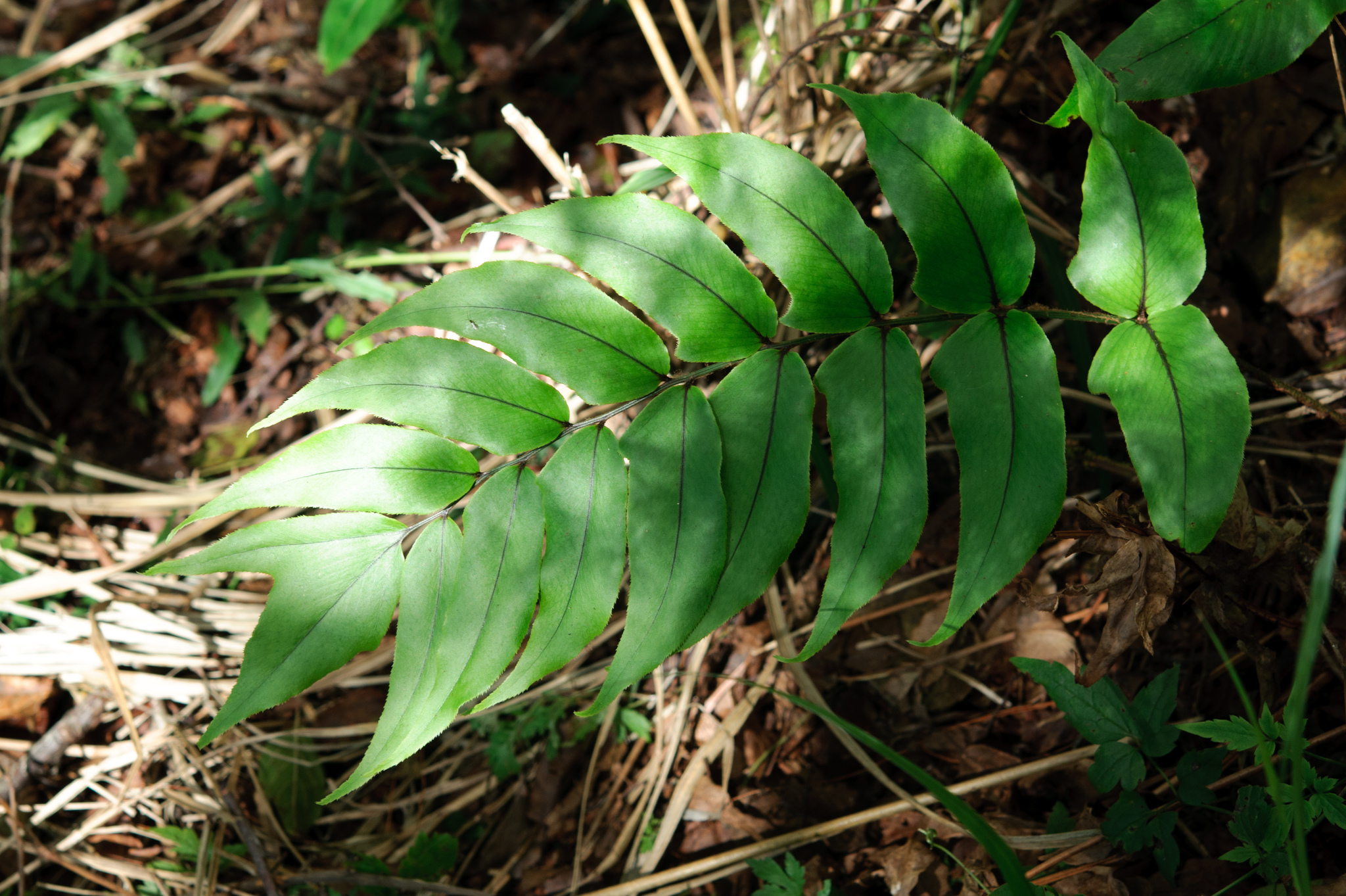 Cyrtomium anomophyllum