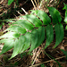 Cyrtomium anomophyllum - Photo (c) Cheng-Tao Lin, algunos derechos reservados (CC BY), subido por Cheng-Tao Lin