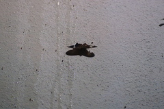 Hemeroblemma mexicana