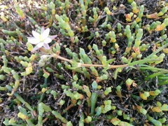 Spergularia tasmanica