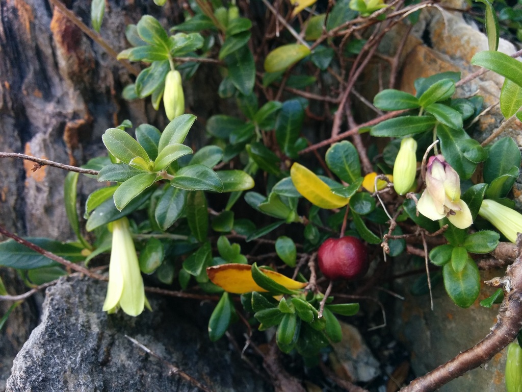 Billardiera ovalis