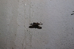 Hemeroblemma mexicana