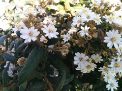 Olearia stellulata