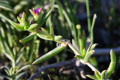 Delosperma versicolor