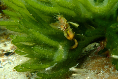 Short-Snouted Seahorse photo 3