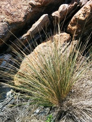 Austrostipa stipoides