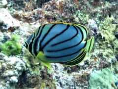 Chaetodon meyeri