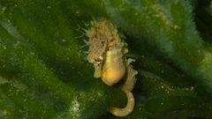 Short-Snouted Seahorse photo 4