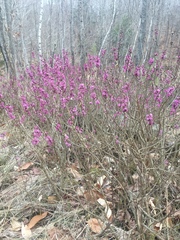 Daphne mezereum