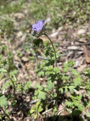 Phacelia maculata