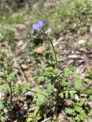 Phacelia maculata