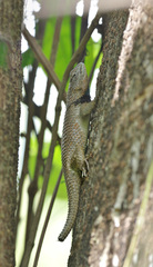 Sceloporus lundelli