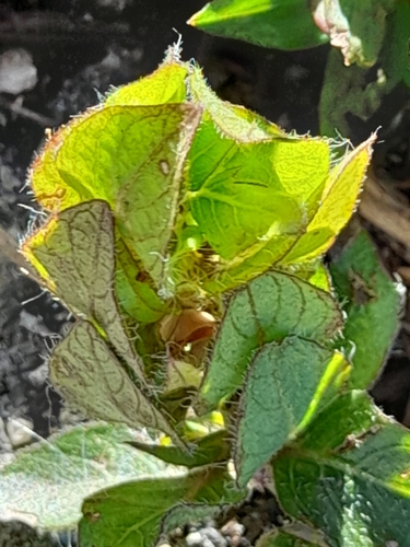 Ruellia blechum image