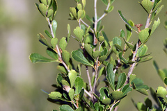 Searsia crenata