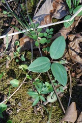 Polemonium reptans villosum
