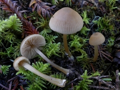 Entoloma cetratum