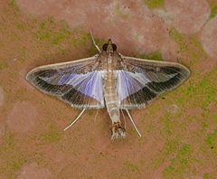 Diaphania infimalis