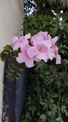 Podranea