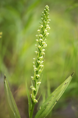 Platanthera flava