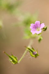 Geranium bicknellii